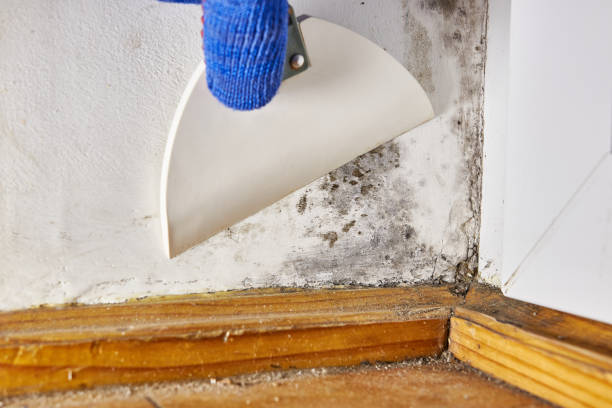 Best Water Damage & Mold Remediation  in Water Mill, NY